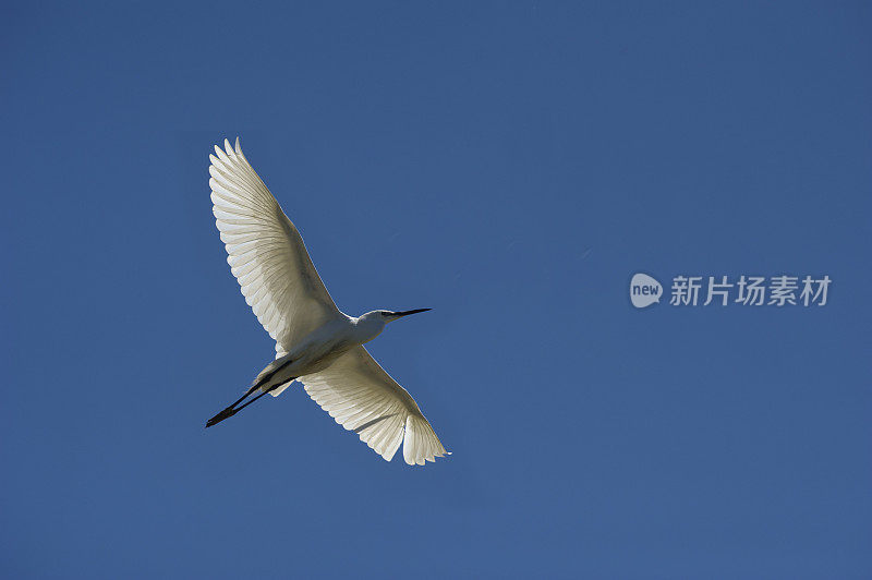 白鹭(Egretta garzetta)